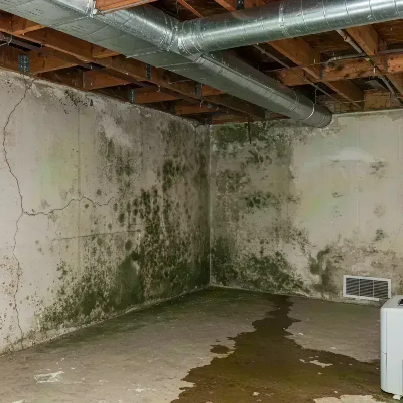 Professional Mold Removal in Townsend, DE